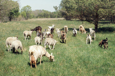 饲料社保摄影照片_山羊和绵羊的混合群，吃完饲料回家。