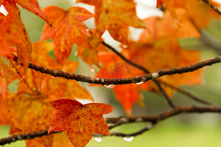 红色和橙色的树叶摄影照片_秋雨下枫香的红色和橙色叶子