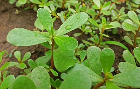 植物地球摄影照片_马齿苋植物有很多好处关闭