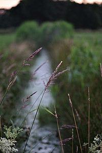 草地小溪摄影照片_草地之间的小溪流，旁边有绿色植物