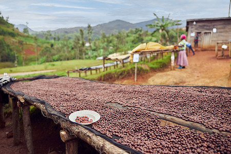 非洲工人正在清洗站挑选新鲜的咖啡豆