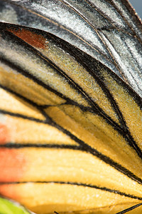 蝴蝶和人摄影照片_Orange Gull 蝴蝶的翅膀是黄橙色和白色。