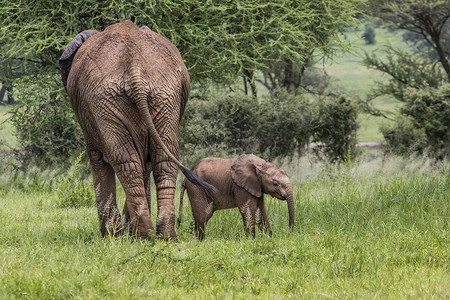 大象和小象摄影照片_非洲象妈妈和小象在塔尔河的大草原上行走