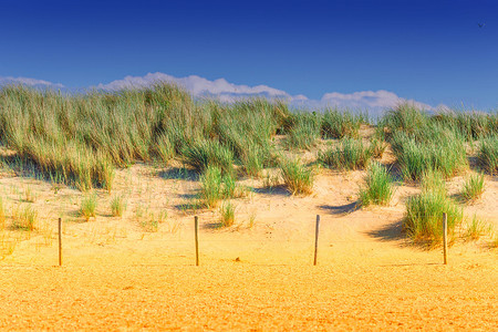 受保护的景观，荷兰海滩上的沙丘