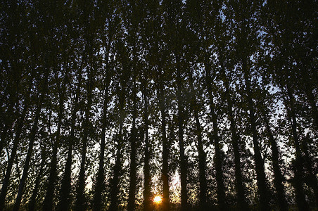 日落时的一排树