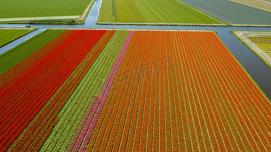 荷兰郁金香田摄影照片_荷兰荷兰春天郁金香田的鸟瞰图