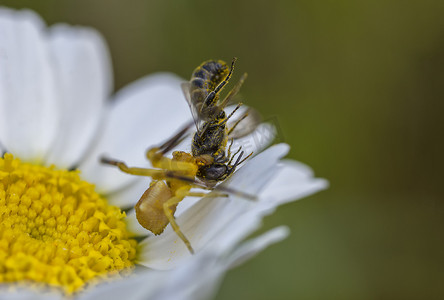 黄蜘蛛在花上捕食并吃掉蜜蜂