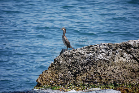 一只张着嘴的鸟站在被海水冲刷的石头上。