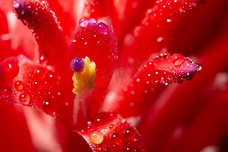 宏观背景，粉红色花朵上的水滴