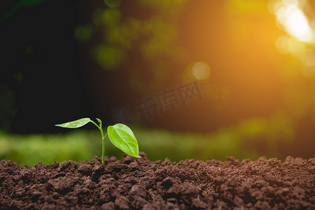 米黄色自然风景摄影照片_自然背景下土壤中生长的幼苗和植物