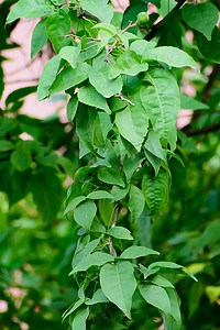 自然网页设计摄影照片_绿杨树在花园里留下特写。