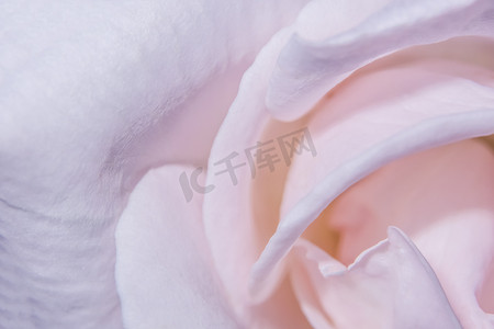 粉色玫瑰花瓣摄影照片_粉红色玫瑰花瓣的宏观背景