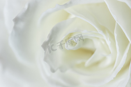 绽放背景摄影照片_抽象花卉背景，白玫瑰花瓣