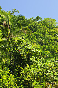 丛林背景摄影照片_热带丛林背景