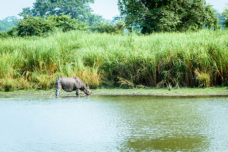 印度卡齐兰加国家公园的印度独角犀牛。