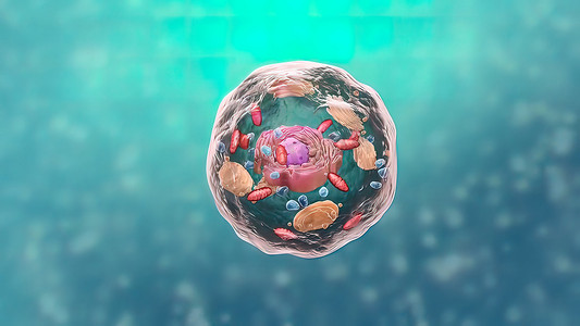 真核细胞、细胞核、细胞器和网状结构的组成部分