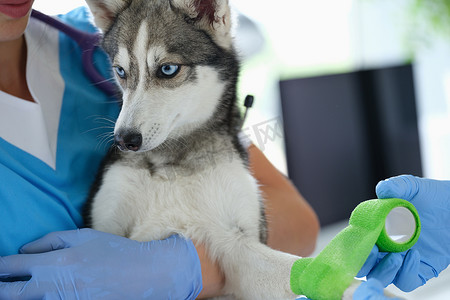 兽医诊所的一名护士抱着一只爪子受伤的哈士奇小狗