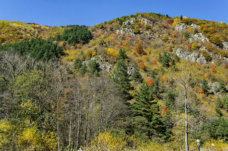 古老的秋季森林和空地中树木不同的山景