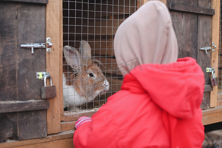 嫦娥的兔子摄影照片_孩子在动物园里喂兔子。