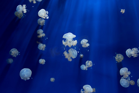 美杜莎水母 水下潜水 照片 埃及 红海