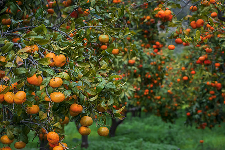 橘子摄影照片_美丽的花园，种着橘子、柑橘树。