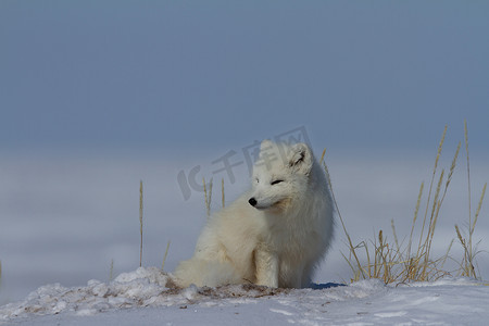 坐在雪地里摄影照片_北极狐，Vulpes Lagopus，坐在雪地里，凝视着苔原