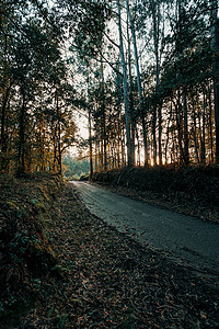 秋季雨天，阳光照射下森林中间的道路