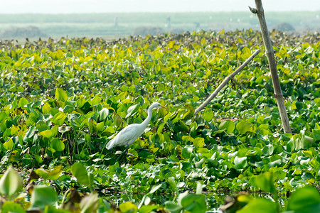 山水树鸟摄影照片_一只白鹭 (Ardea alba) 的特写，这是一只鸡大小的鸟，在湖田里采集食物，池塘里有开花的水葫芦 (Eichhornia crassipes)。