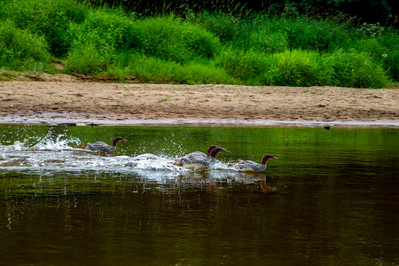 鸭子在河里游泳摄影照片_鸭子在拉脱维亚河里游泳