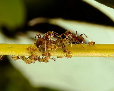 蚂蚁照顾茎上的蚜虫