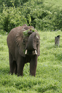 非洲博茨瓦纳大草原上的野象（Elephantidae）