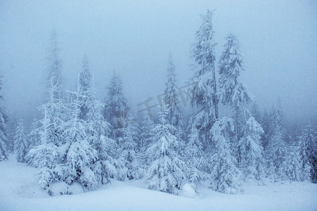 霜和雾中的冬季景观树