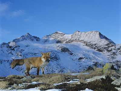 十字狐狸摄影照片_狐狸在山口后面的山顶上