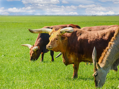 在草原上放牧瓦图西牛和大羚羊