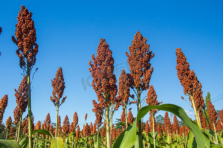称为摄影照片_高粱也称为大小米、印度小米，是禾本科植物