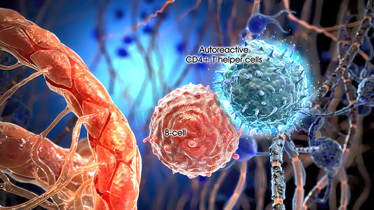 T 辅助细胞在免疫细胞表面相互作用