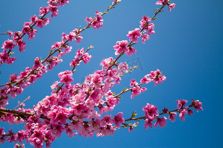 春天盛开的桃花摄影照片_盛开的桃花特写