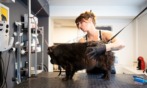 宠物美发师女人为可爱的黑狗剪毛
