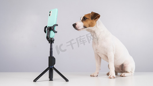 飞屋环游记罗素摄影照片_杰克罗素梗狗在智能手机上直播。
