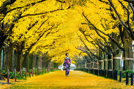 秋天，美丽的女孩穿着日本传统和服，在一排黄色的银杏树上。