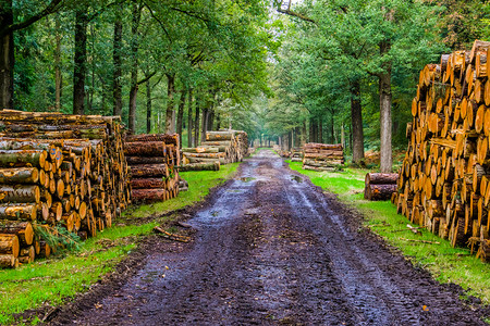 有许多树干堆的泥泞的森林道路，利斯博斯，布雷达，荷兰