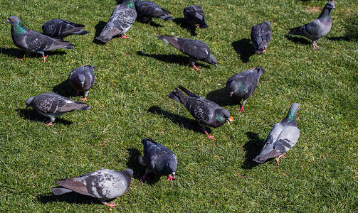 城市公园绿色草坪上的鸽子