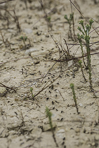 蚂蚁工作摄影照片_蚂蚁在沙子上工作