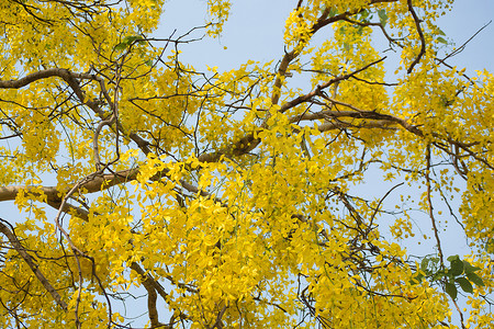 决明子瘘，被称为金雨树