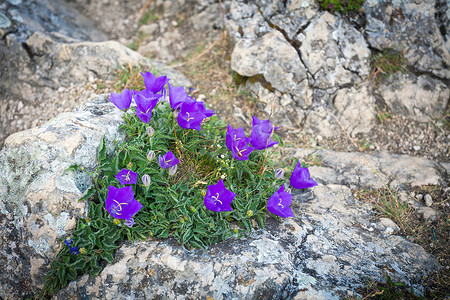 岩石上的紫铃花