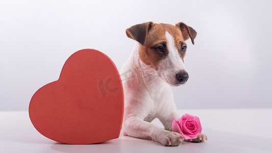 杰克罗素梗犬坐在一个心形盒子和一束粉红玫瑰旁边。