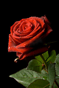 黑色背景上有水滴的红玫瑰