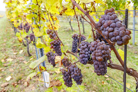 捷克语摄影照片_捷克共和国南摩拉维亚秋季葡萄园中的葡萄