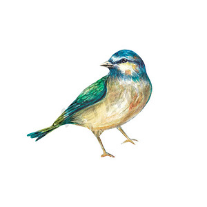 春天绿色海报摄影照片_一只水彩蓝鸟，白色背景上有绿色的背部。