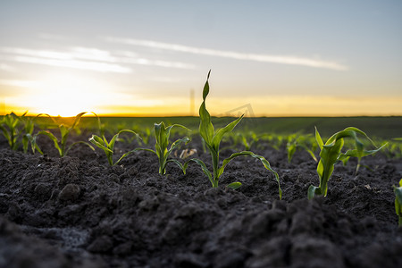 土壤肥沃摄影照片_年轻的绿色玉米在肥沃的土壤领域在日落。